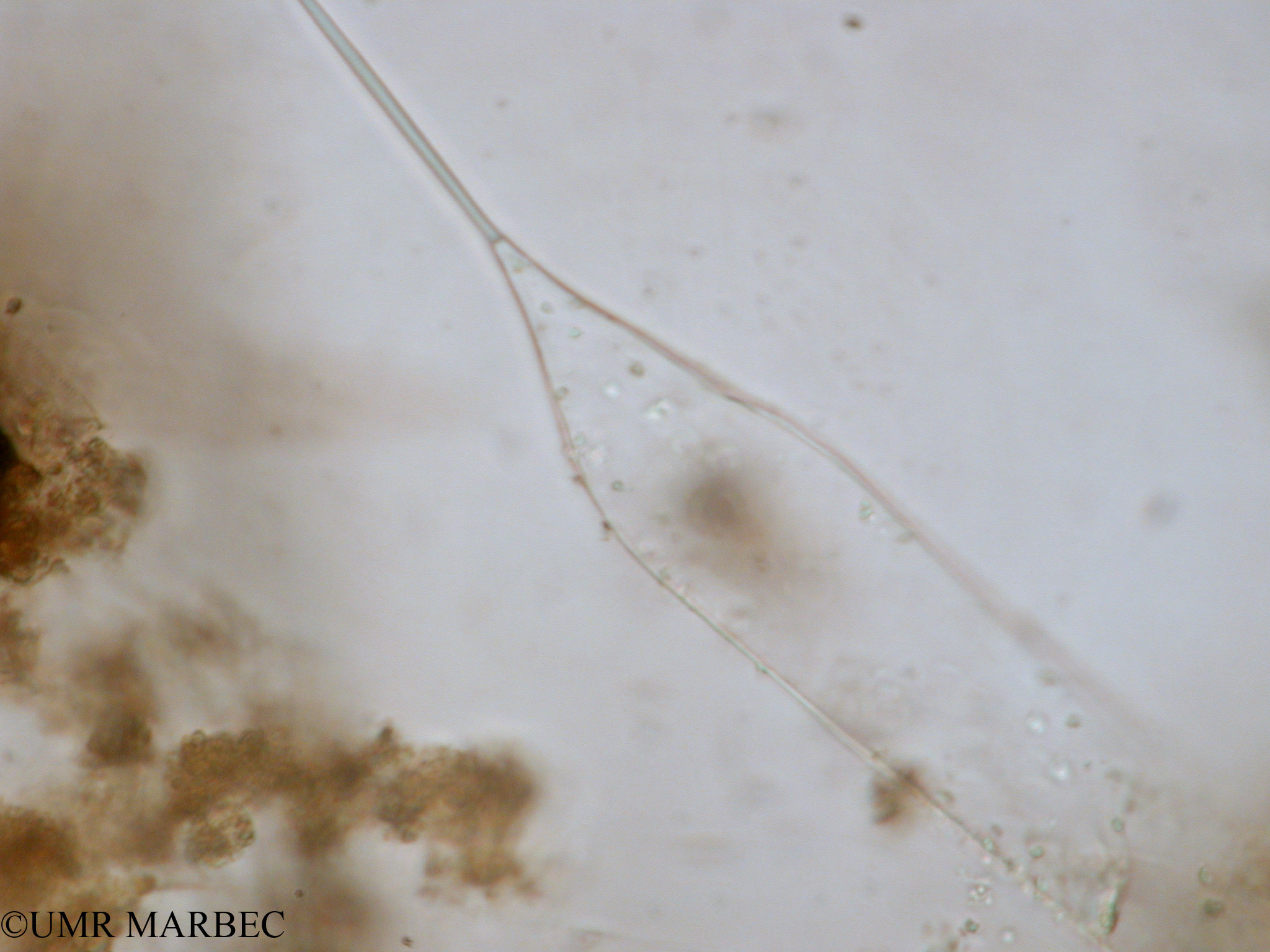 phyto/Tulear Lagoon/all/ICAR2 Avril 2008/Rhizosolenia setigera f. pungens (Rhizosolenia sp 4 x1.5x40)(copy).jpg